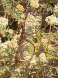 ROZIN-Allegra/Clear-50 -Raen Eyeglasses Store ROZIN FW23 Allegra Clear L4